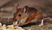 24 Hour & Emergency Exterminators in Tarpon Springs, FL